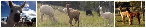 Cover Alpacas