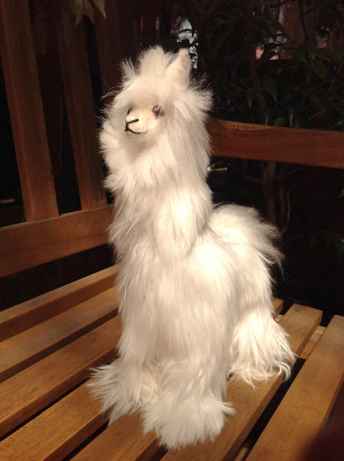 Standing Suri Alpaca - 1